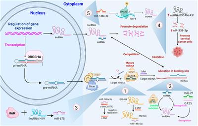 The mechanisms and diagnostic potential of lncRNAs, miRNAs, and their related signaling pathways in cervical cancer